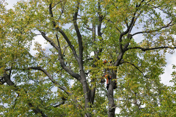 Best Commercial Tree Services  in Halsey, OR
